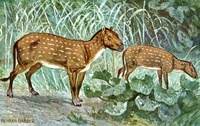 Eohippus byl prvním prapředkem koně v jeho dlouhé vývojové řadě. Zdroj: Wikipedie, Heinrich Harder